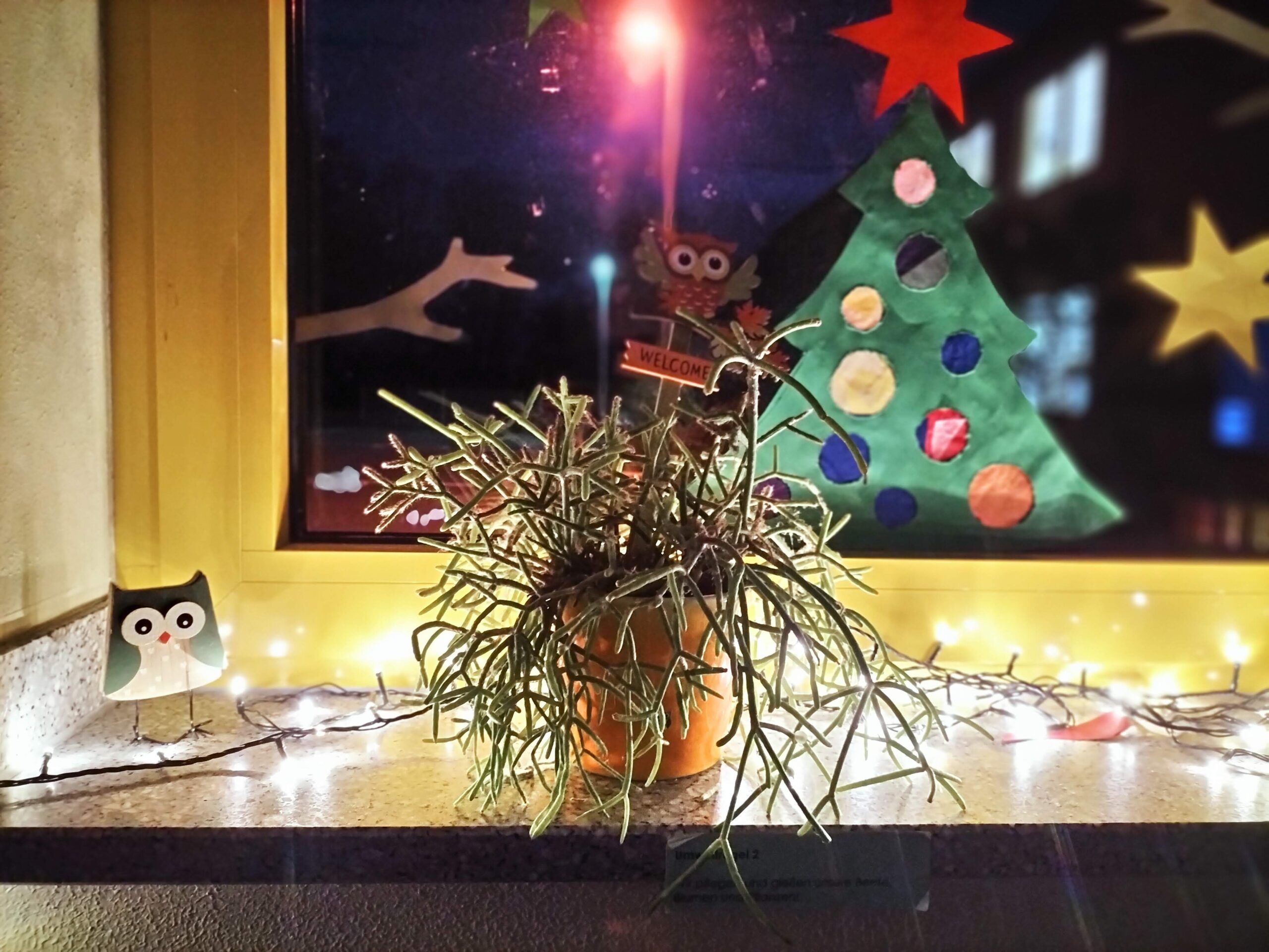 IMG20241204072148 scaled